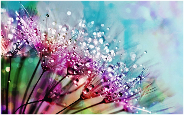 Foto van bloemen in de kleuren paars, groen, blauw met waterdruppels.